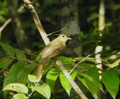 Tricholestes criniger
