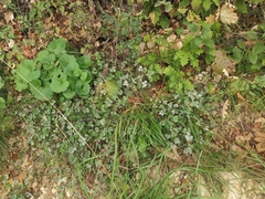 Erysiphe trifoliorum