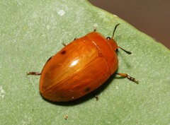 Iphiclus lateripunctatus