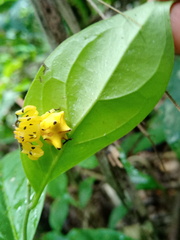 Epicadus heterogaster