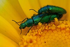 Psilothrix viridicoerulea