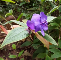 Melastomeae