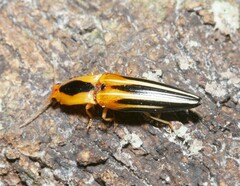 Semiotus bilineatus