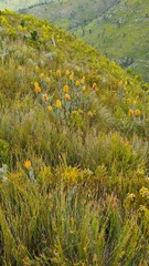 Mimetes pauciflorus