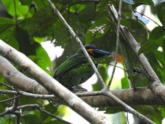 Psilopogon rafflesii