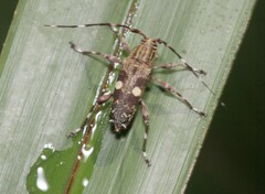 Colobothea bisignata