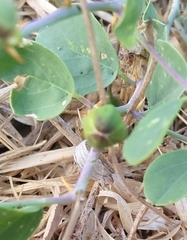 Capparis zoharyi