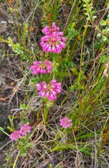 Erica cubica