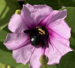 Xylocopa caffra