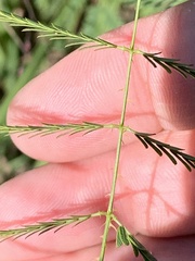 Mimosa microphylla