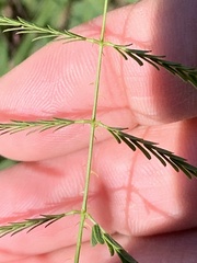 Mimosa microphylla