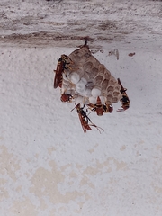 Polistes crinitus