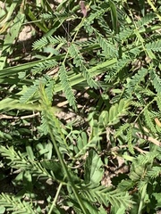Mimosa microphylla