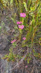 Erica cubica