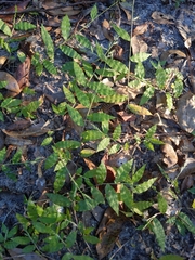 Oplismenus hirtellus