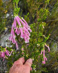 Erica densifolia