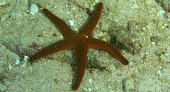 Fromia indica
