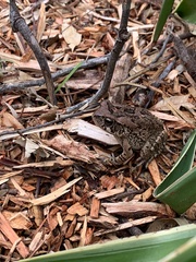 Sclerophrys capensis