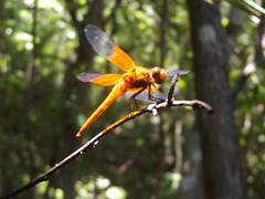 Libellula gaigei