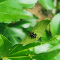 Velinus nodipes