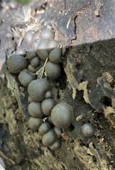Lycogala flavofuscum