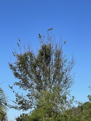 Aratinga nenday
