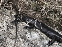 Egernia kingii