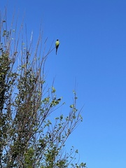 Aratinga nenday