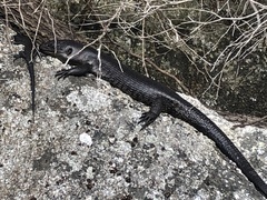 Egernia kingii
