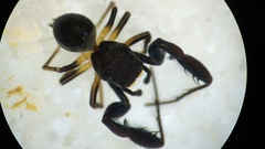 Harmochirus brachiatus