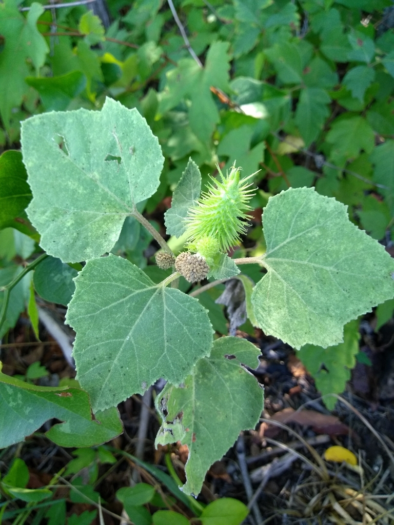 Abrojo desde Erwin Park Dorba Mountain Bike Trail, McKinney, TX 75071