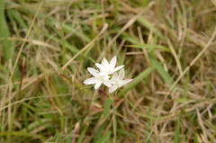 Hesperantha falcata