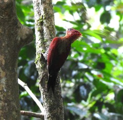 Chrysophlegma miniaceum