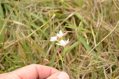 Hesperantha falcata