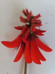 Erythrina schliebenii
