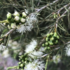 Melaleuca armillaris
