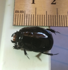 Histeridae