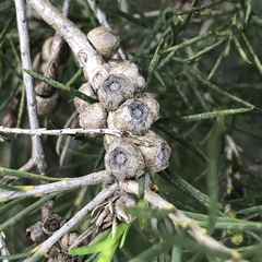 Melaleuca armillaris
