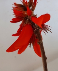 Erythrina schliebenii