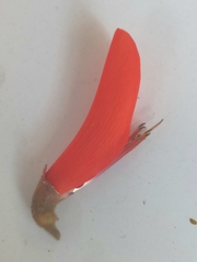Erythrina schliebenii