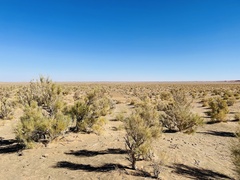 Haloxylon ammodendron