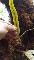 Elaphoglossum
