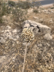 Allium rotundum