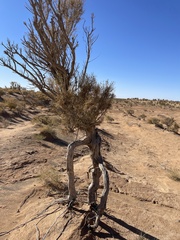 Haloxylon ammodendron
