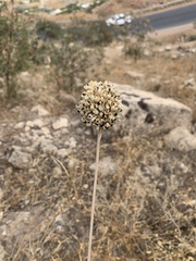 Allium rotundum