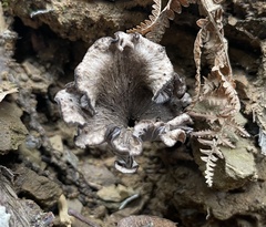 Craterellus cinereus
