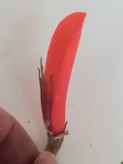 Erythrina schliebenii