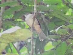 Rubigula erythropthalmos