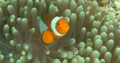 Amphiprion ocellaris