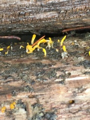 Calocera